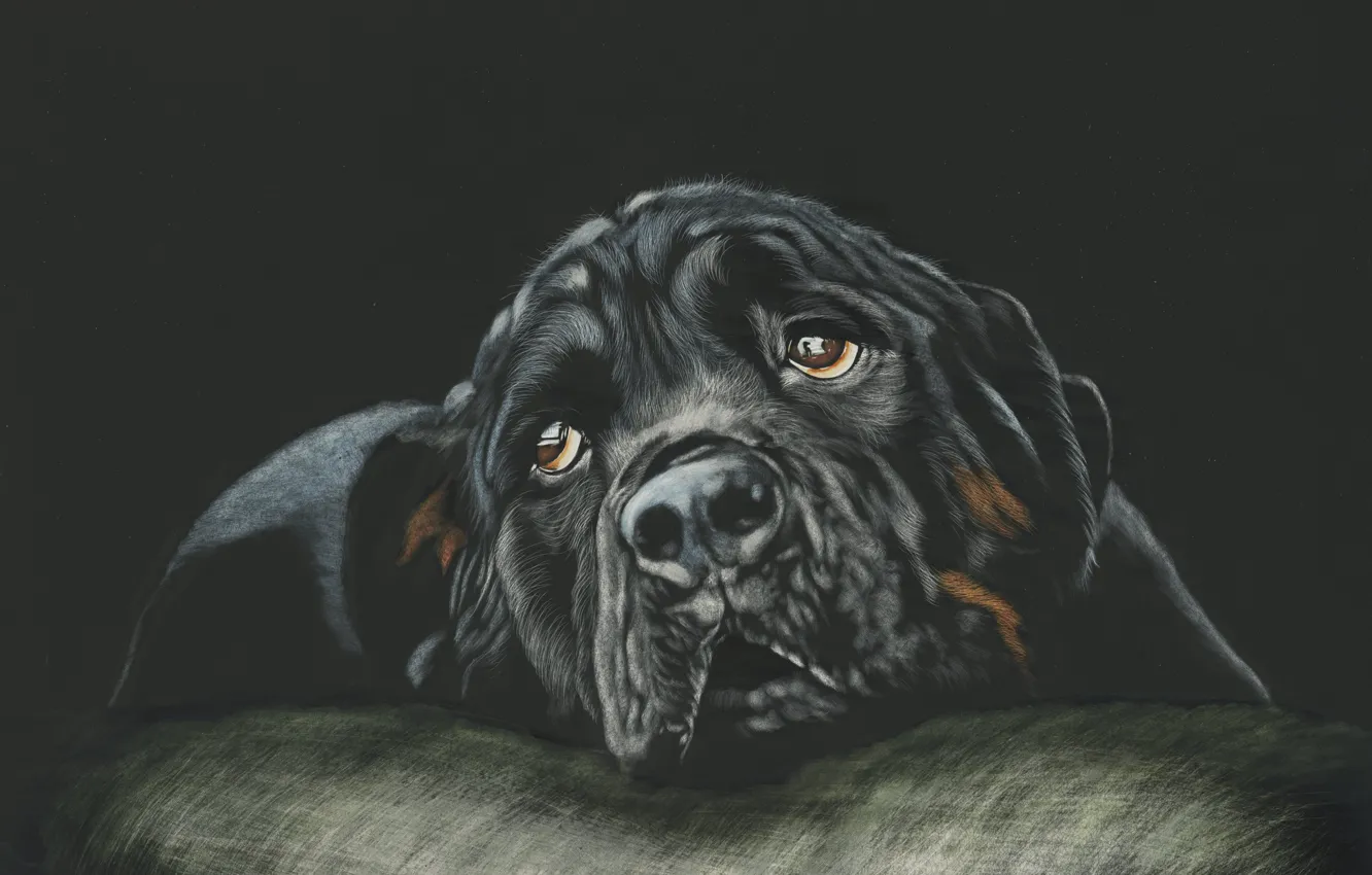 Photo wallpaper look, face, dog, black background, rottweiler