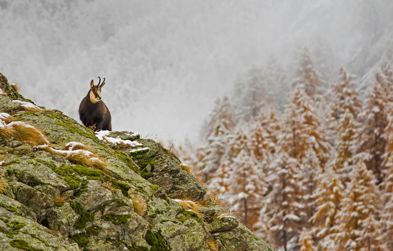 Photo wallpaper autumn, snow, mountains, Italy, goat, Serna, Gran Paradiso