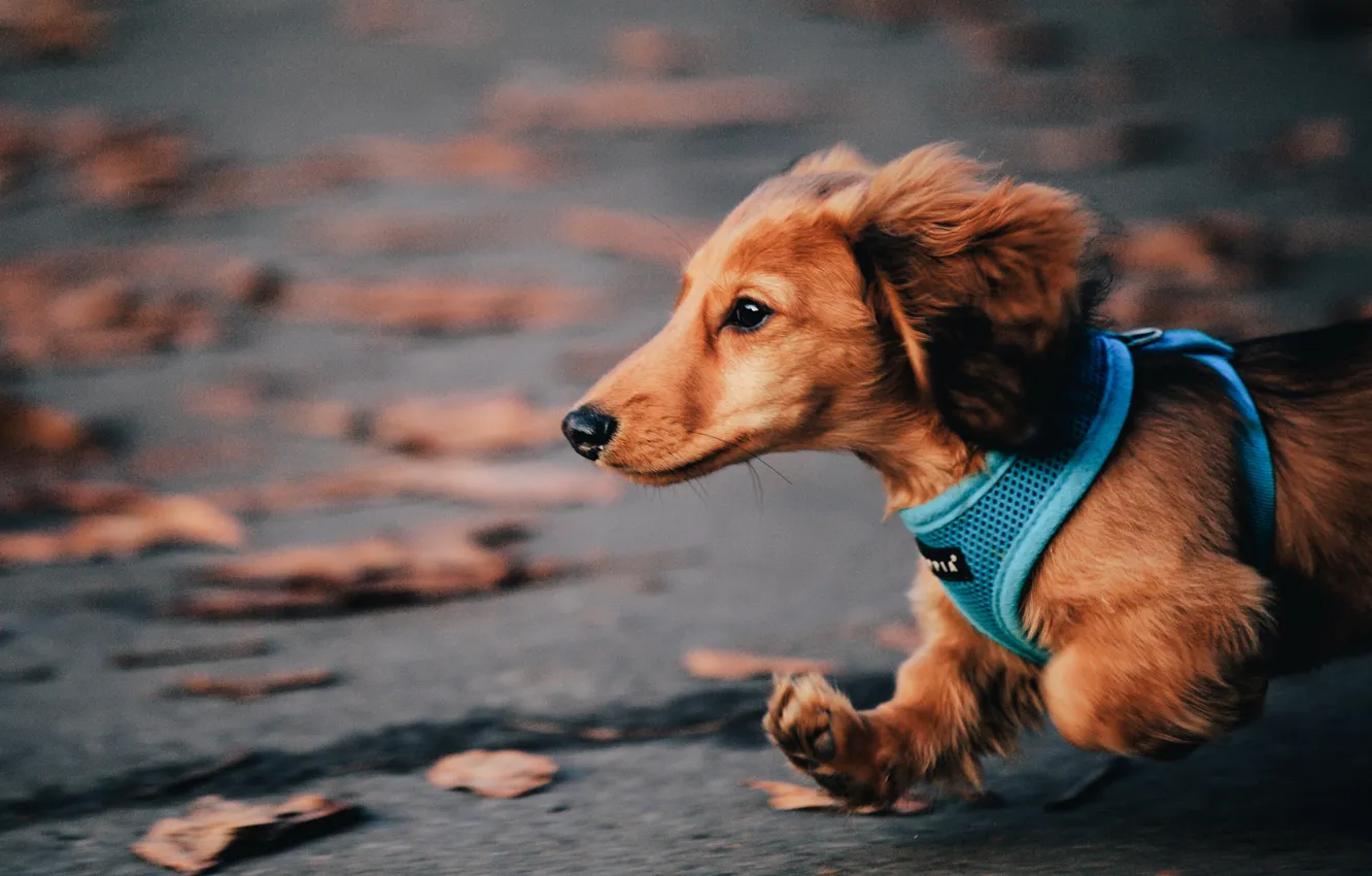 Photo wallpaper autumn, dog, running, Dachshund