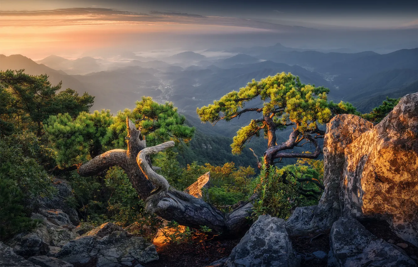 Photo wallpaper greens, the sun, light, mountains, fog, stones, rocks, dawn