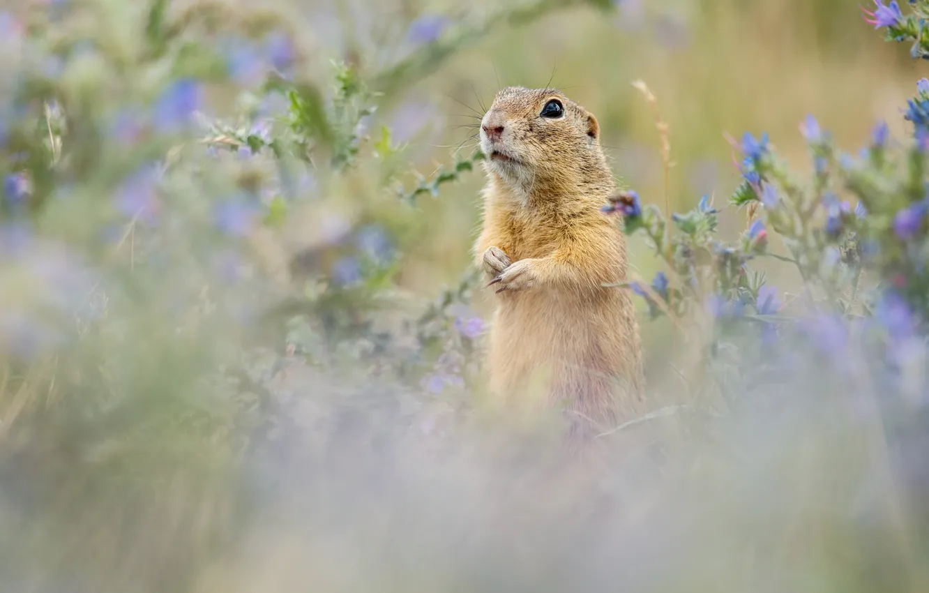 Photo wallpaper field, flowers, blue, meadow, muzzle, gopher, stand, bokeh