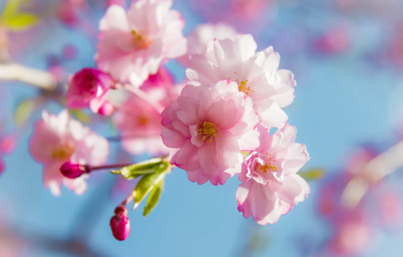 Photo wallpaper light, flowers, branches, tenderness, spring, Sakura, pink, buds