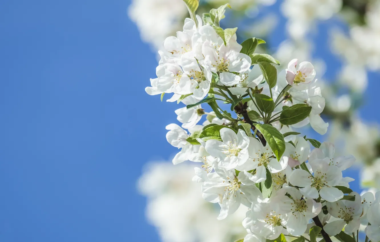 Photo wallpaper the sky, flowers, branches, blue, spring, white, Apple, flowering
