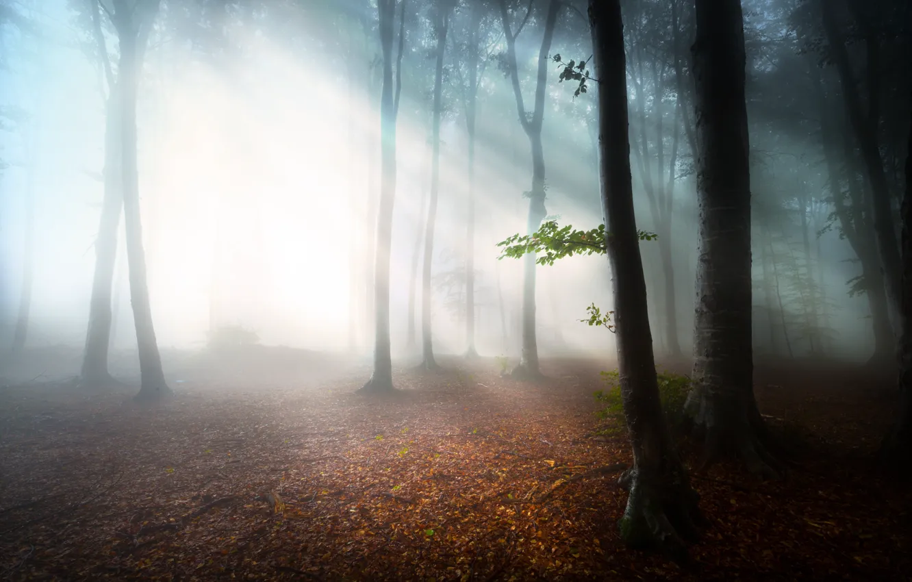 Photo wallpaper forest, leaves, fog, morning