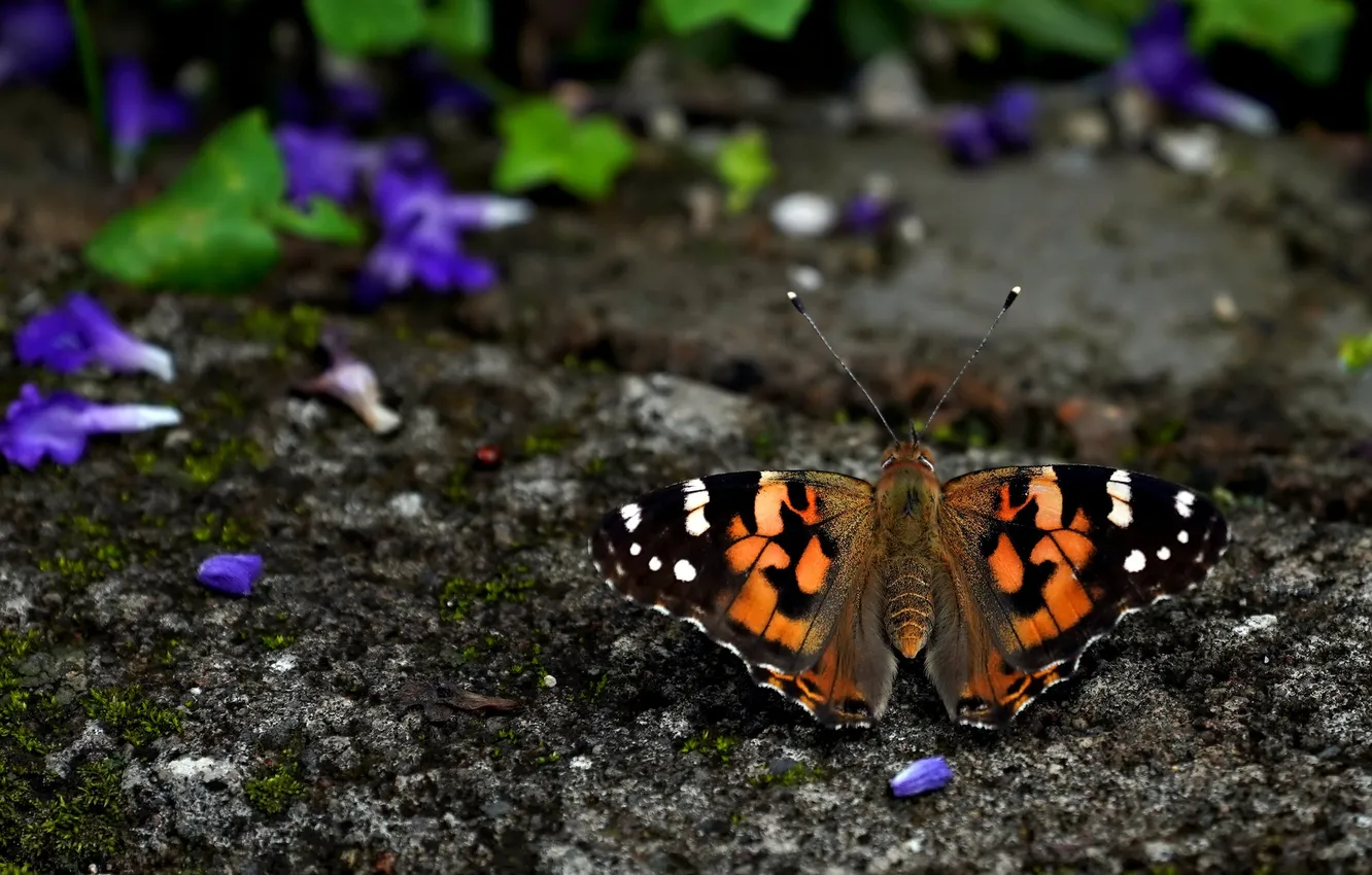 Photo wallpaper macro, butterfly, wings, beautiful, flowers, closeup