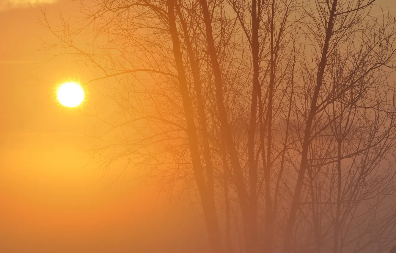 Photo wallpaper trees, nature, fog