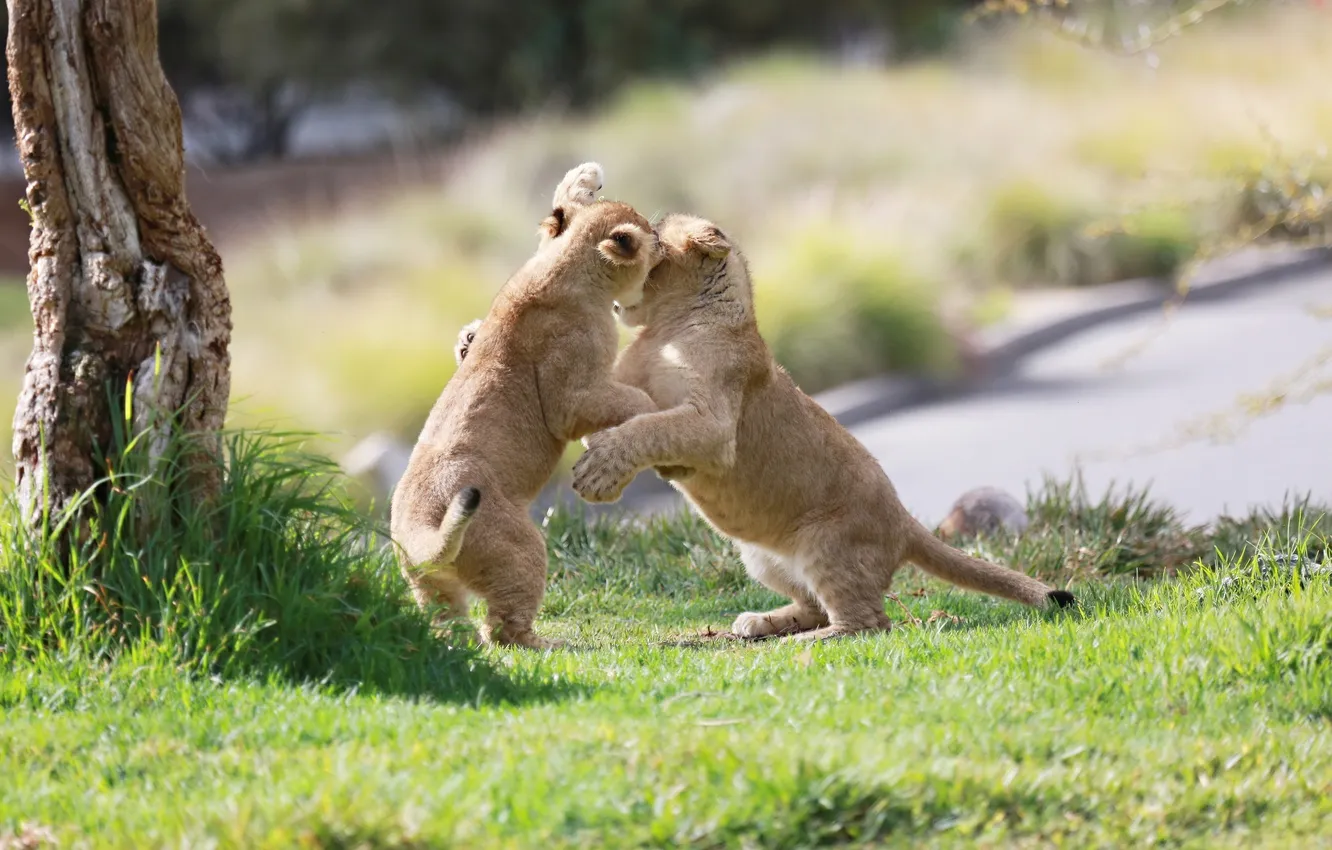 Photo wallpaper the game, fight, pair, kids, wild cats, the cubs, cubs