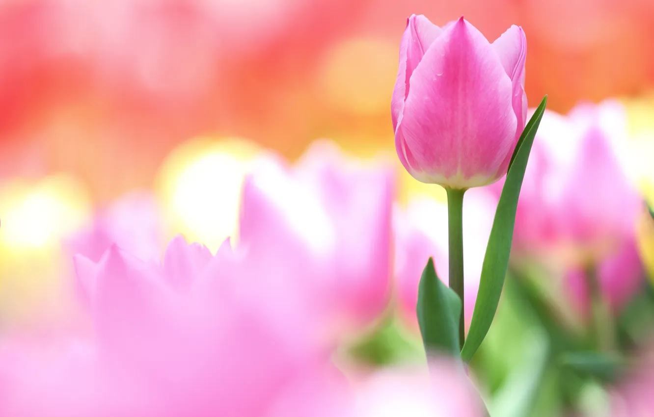 Photo wallpaper pink, tenderness, Tulip
