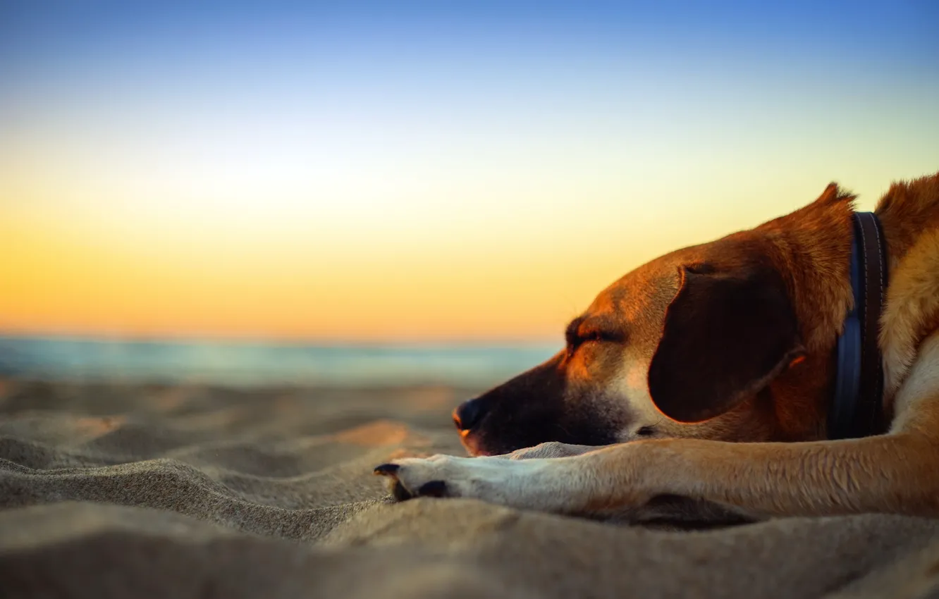 Photo wallpaper beach, twilight, sea, sunset, dog, sand, dusk, seaside