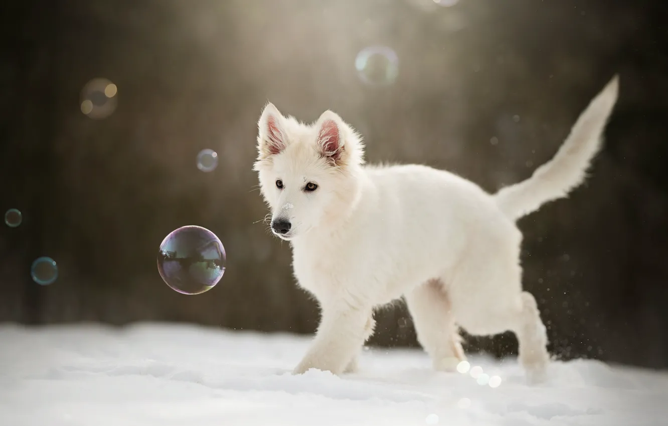 Photo wallpaper winter, snow, bubbles, puppy, doggie, The white Swiss shepherd dog
