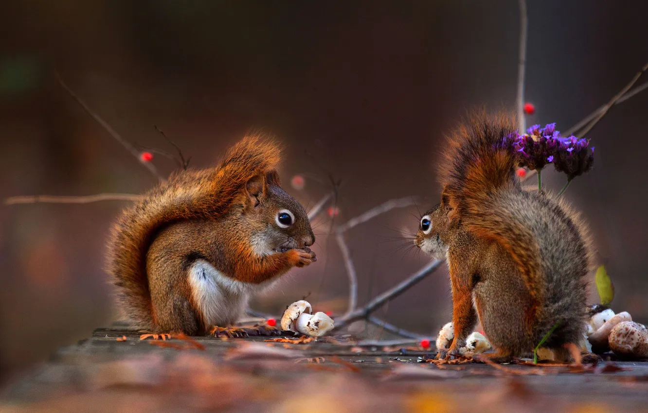 Photo wallpaper flowers, branches, nature, berries, mushrooms, protein, a couple, proteins