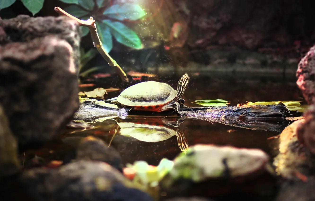 Photo wallpaper water, pond, animal, magic, cute, turtle, beauty, zoo