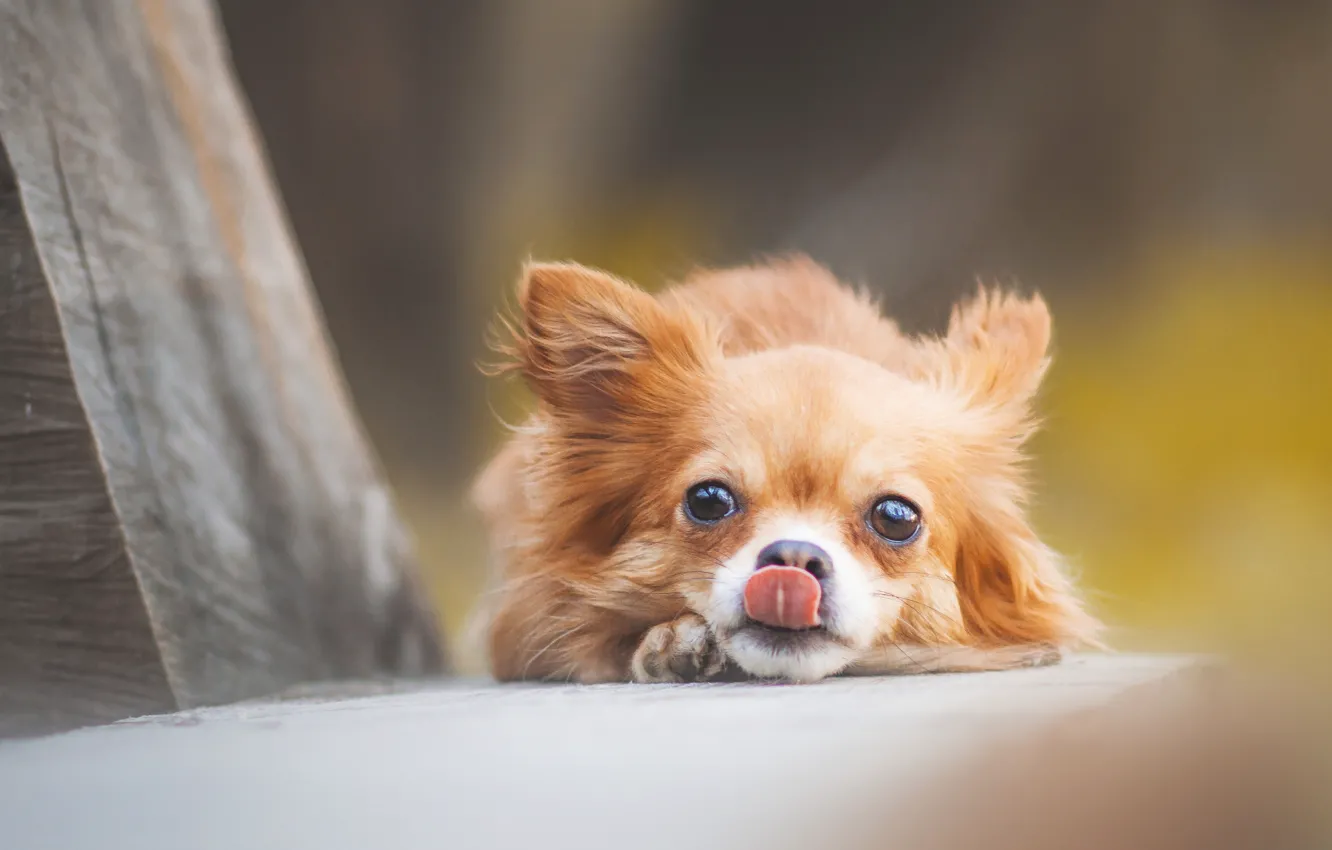 Photo wallpaper language, look, muzzle, Chihuahua, dog