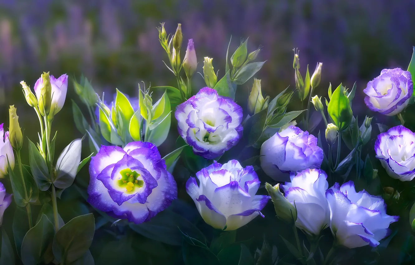 Photo wallpaper purple, leaves, flowers, nature, green, background, treatment, art