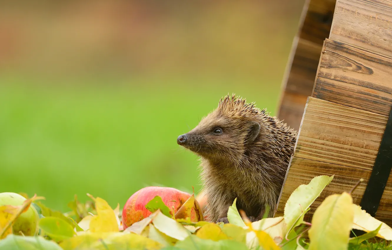 Photo wallpaper leaves, apples, hedgehog, the barrel
