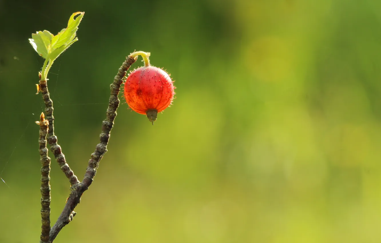 Photo wallpaper fruit, twig, gooseberry