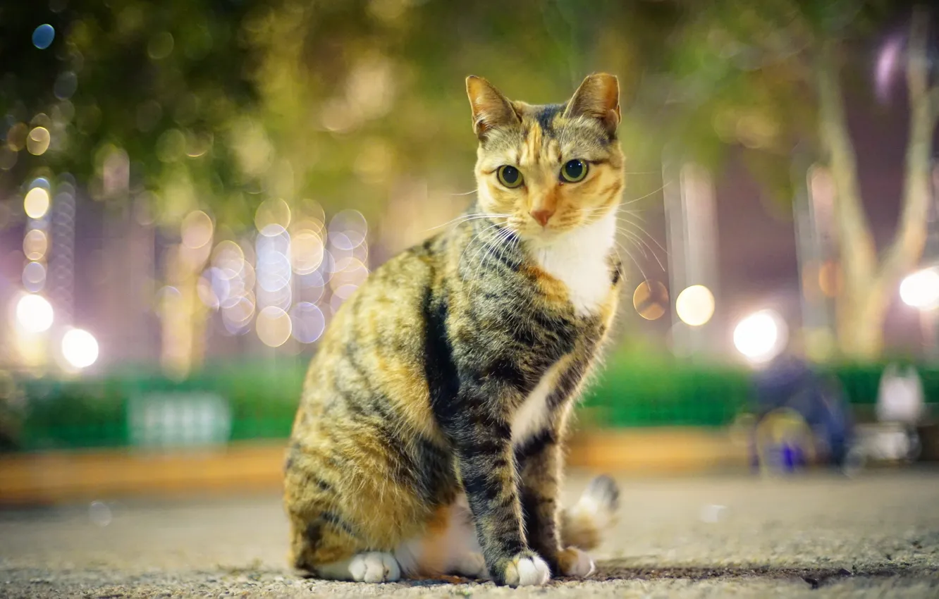 Photo wallpaper cat, look, the city, lights, Park, the evening, costumes