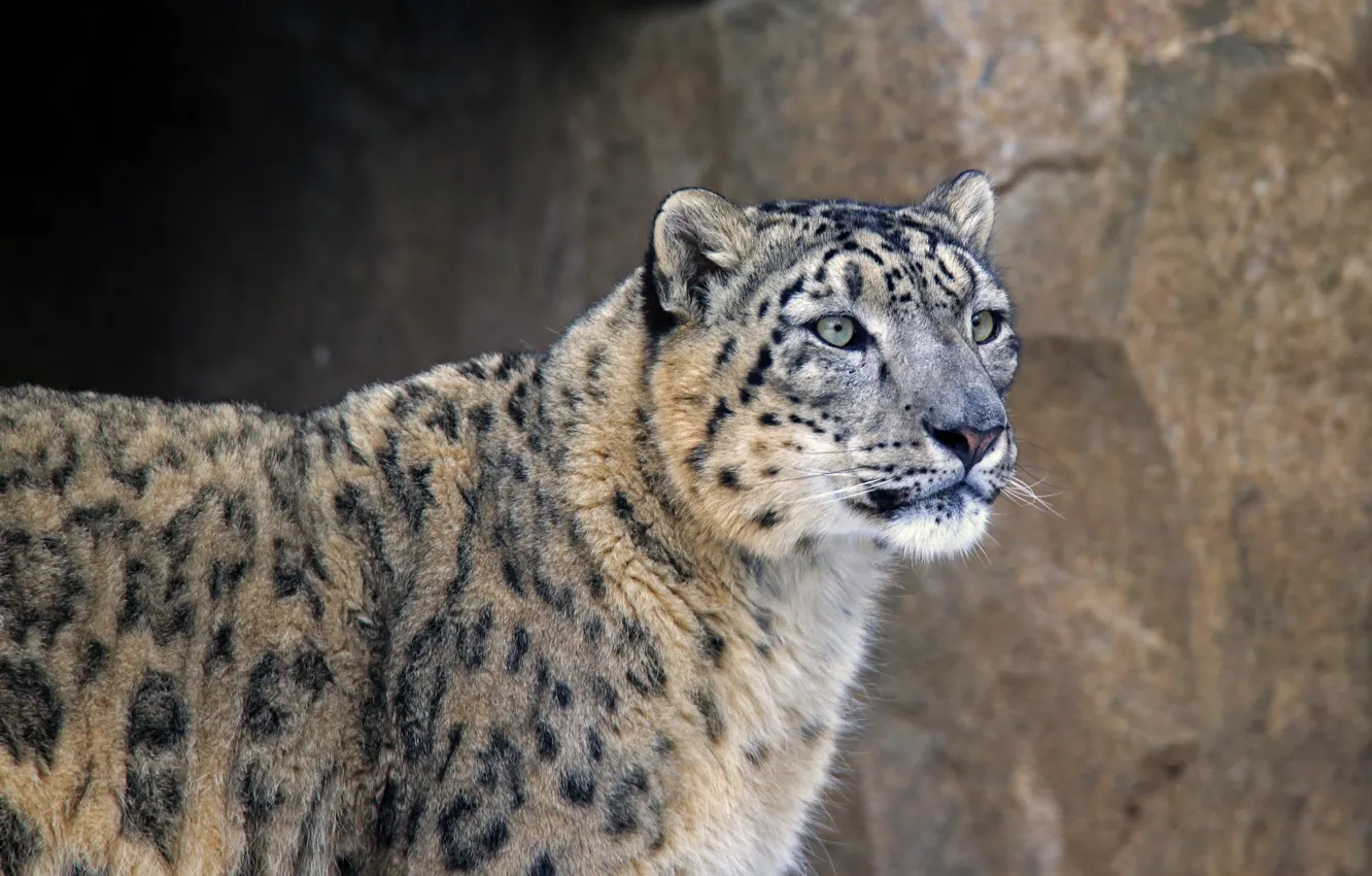 Photo wallpaper predator, beast, IRBIS, the cat family, snow leopard