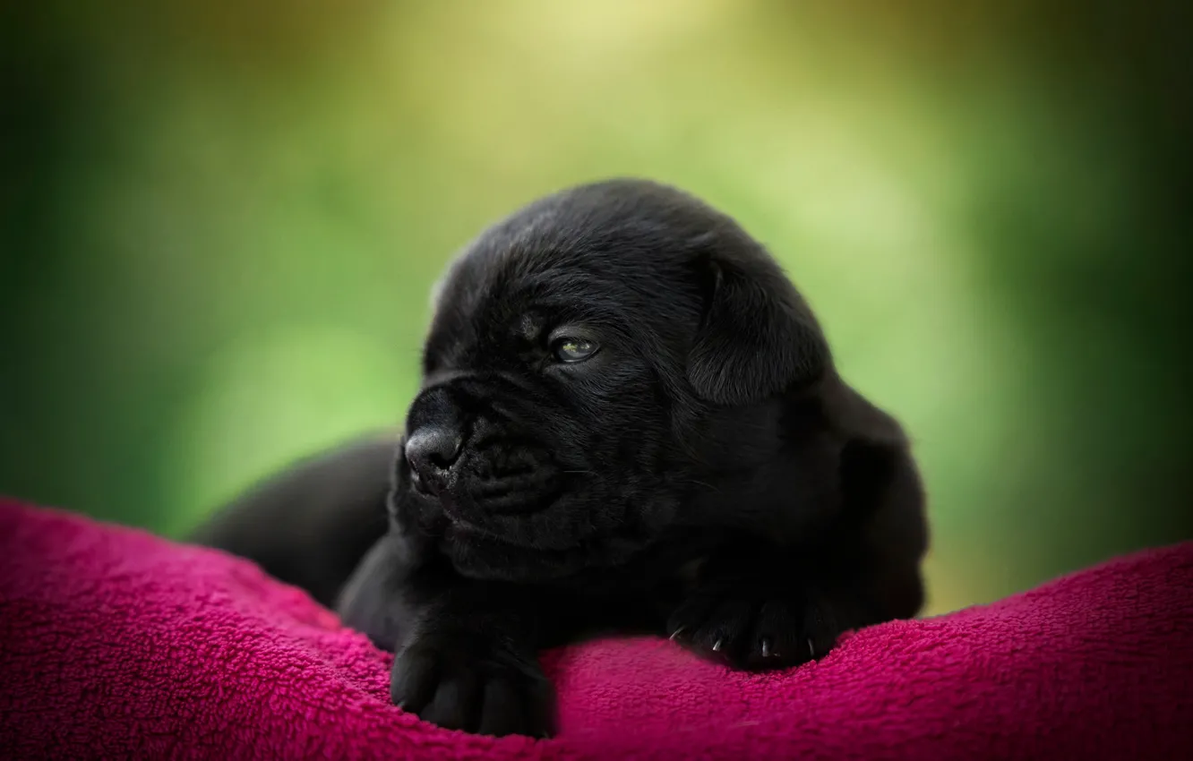 Photo wallpaper portrait, baby, puppy, plaid, bokeh, cane Corso