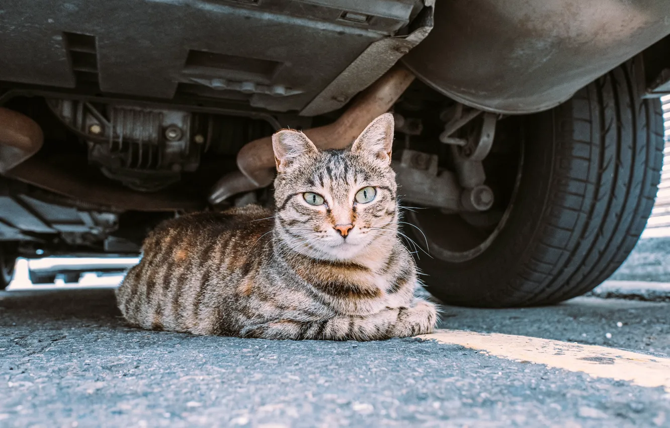 Photo wallpaper cat, look, shelter