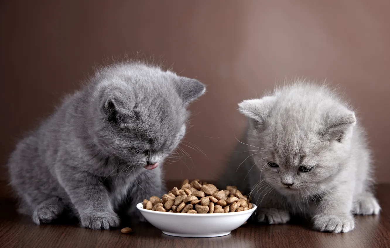 Photo wallpaper kittens, bowl, food