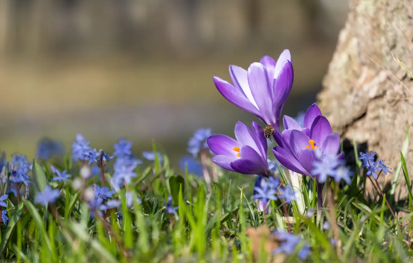 Photo wallpaper bee, glade, crocuses, Scilla
