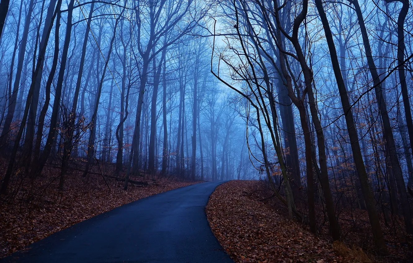 Photo wallpaper road, autumn, leaves, trees, blue, fog, dawn, morning