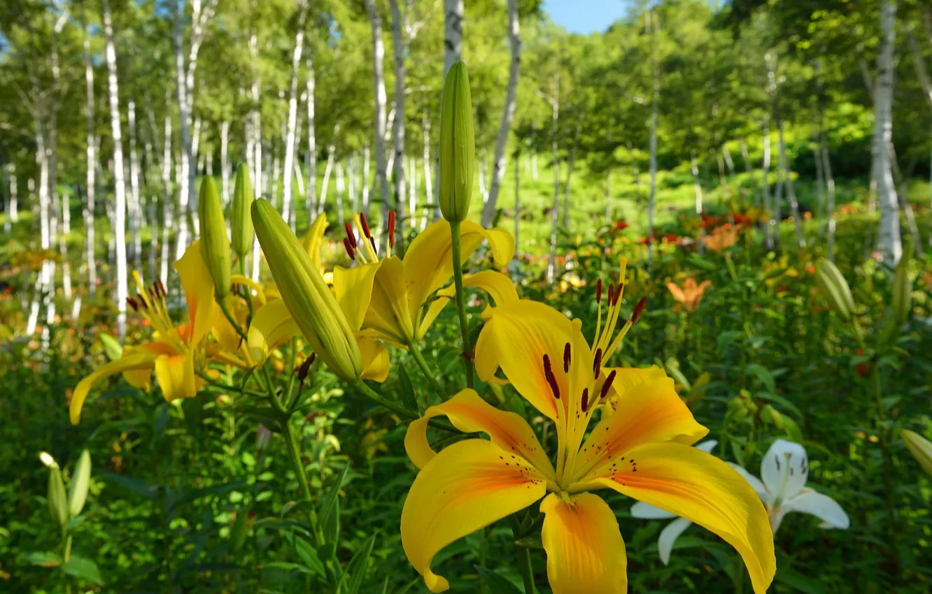 Photo wallpaper forest, grass, trees, flowers, Lily, grove