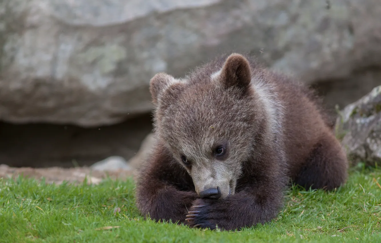 Photo wallpaper bear, bear, cub