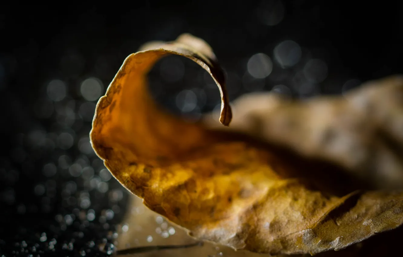 Photo wallpaper autumn leaf, blur bokeh, a fallen leaf