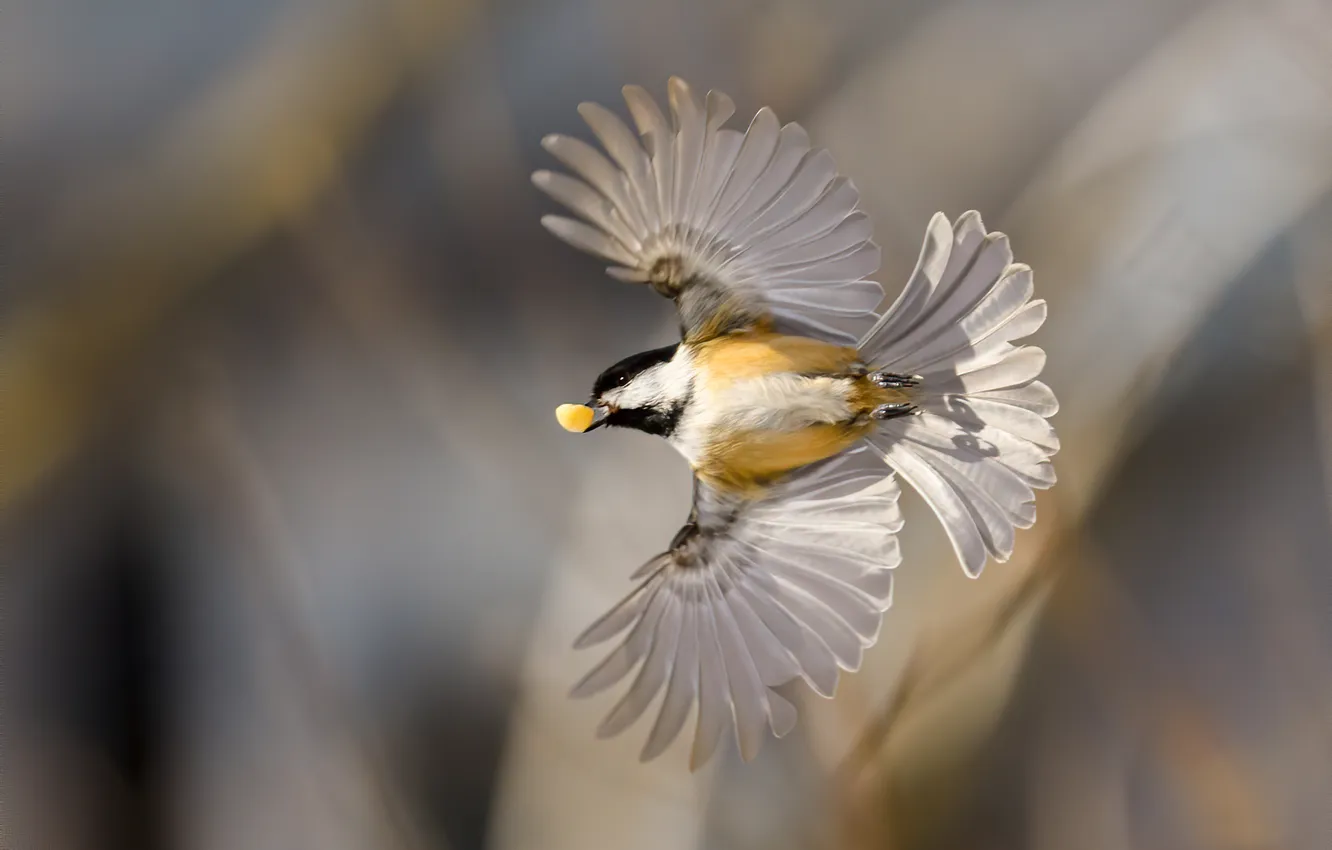 Photo wallpaper light, flight, bird, grey background, bokeh, mining, blurred background, tit