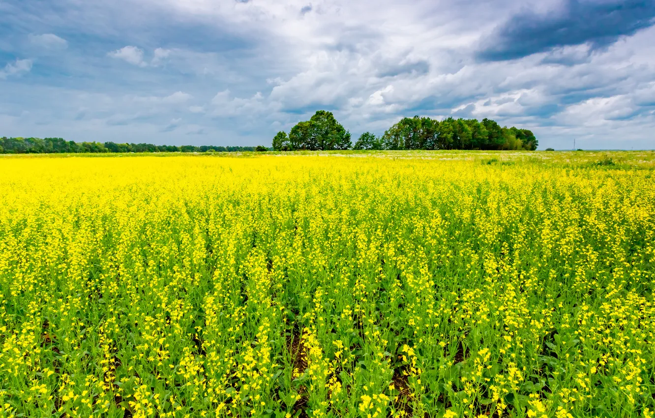 Photo wallpaper field, forest, the sky, clouds, flowers, yellow, spring, dal