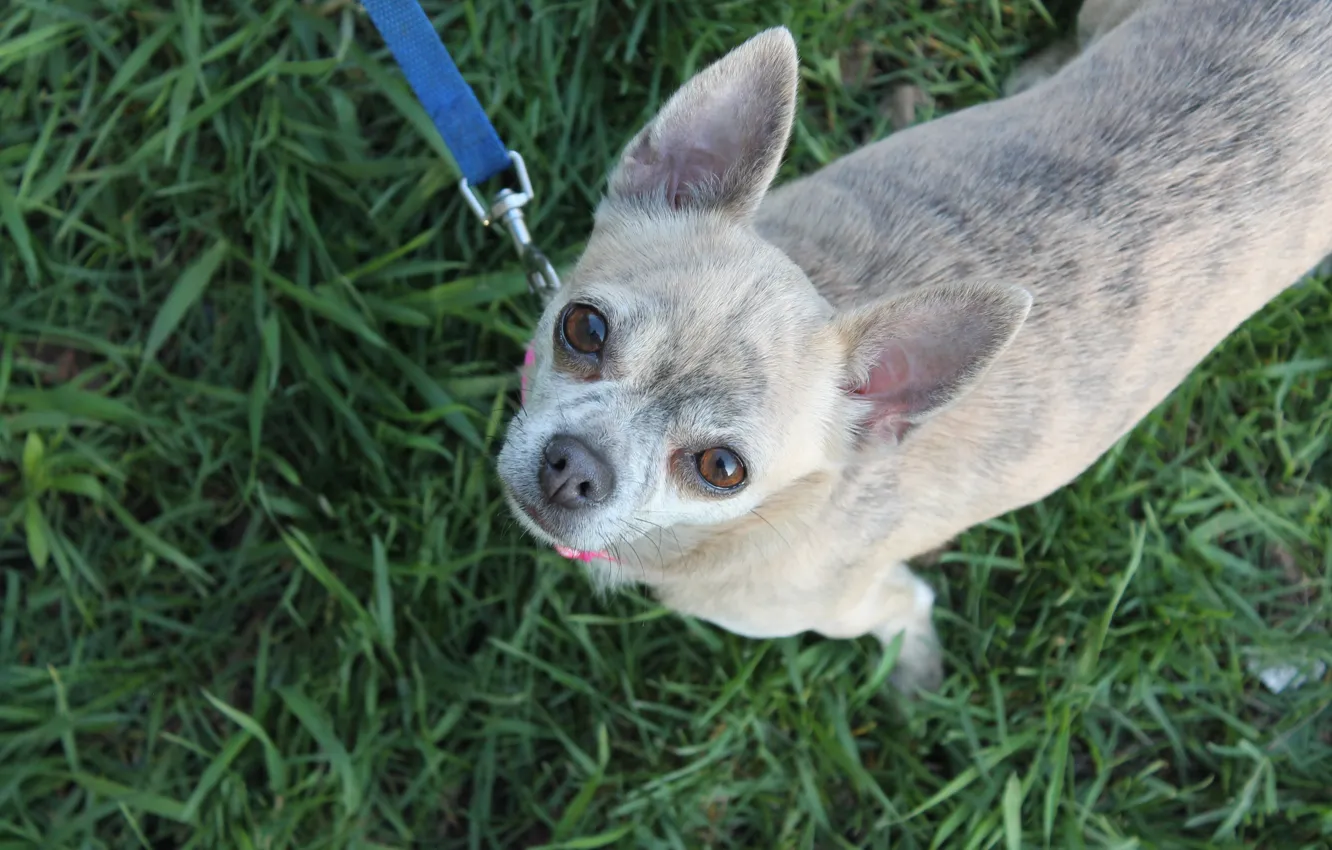 Photo wallpaper grass, dog, Chihuahua