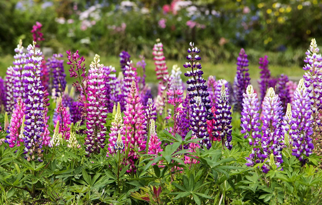 Photo wallpaper flowers, bright, purple, pink, a lot, lilac, lupins