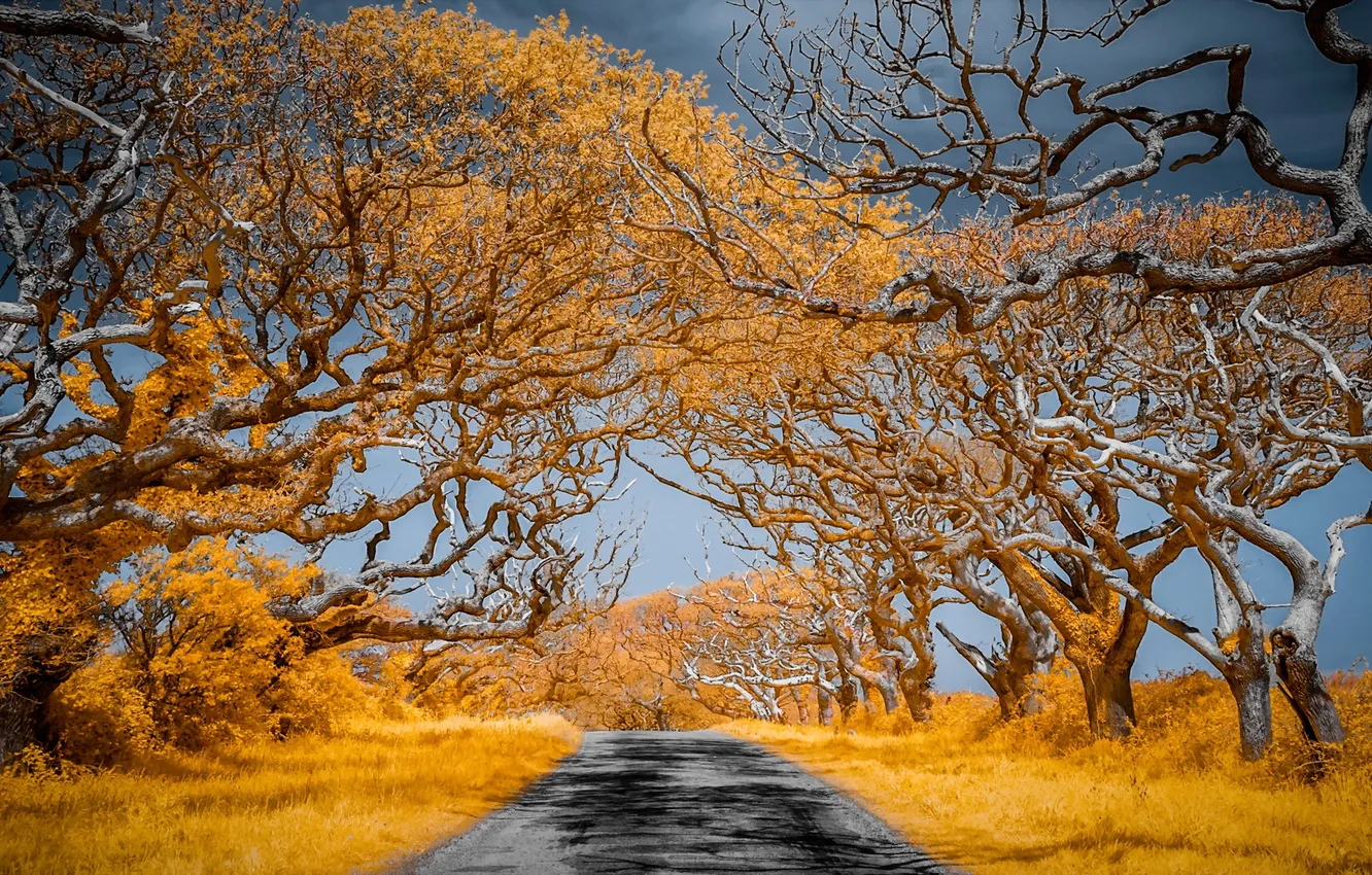 Photo wallpaper road, trees, nature, color