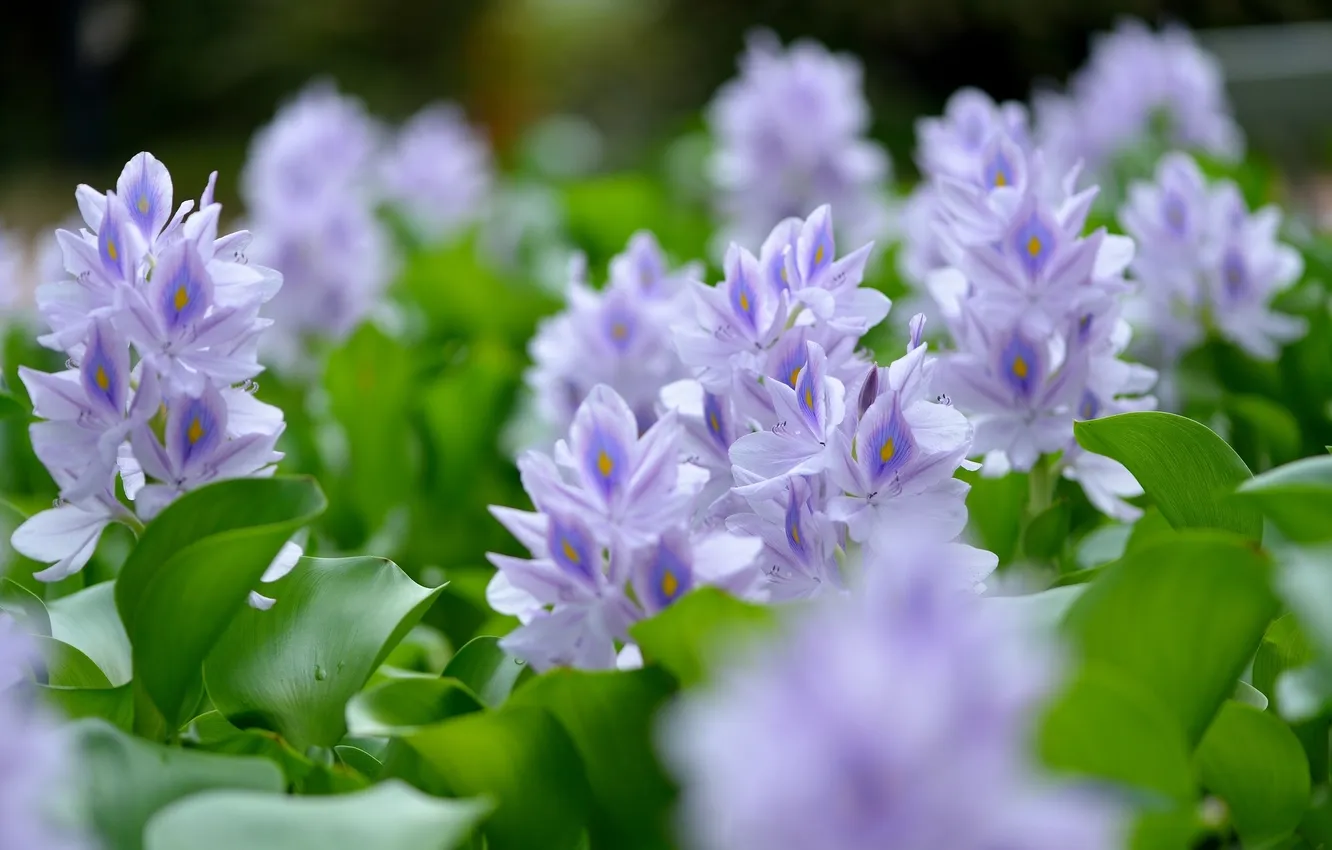 Photo wallpaper macro, water hyacinth, eyhorniya great