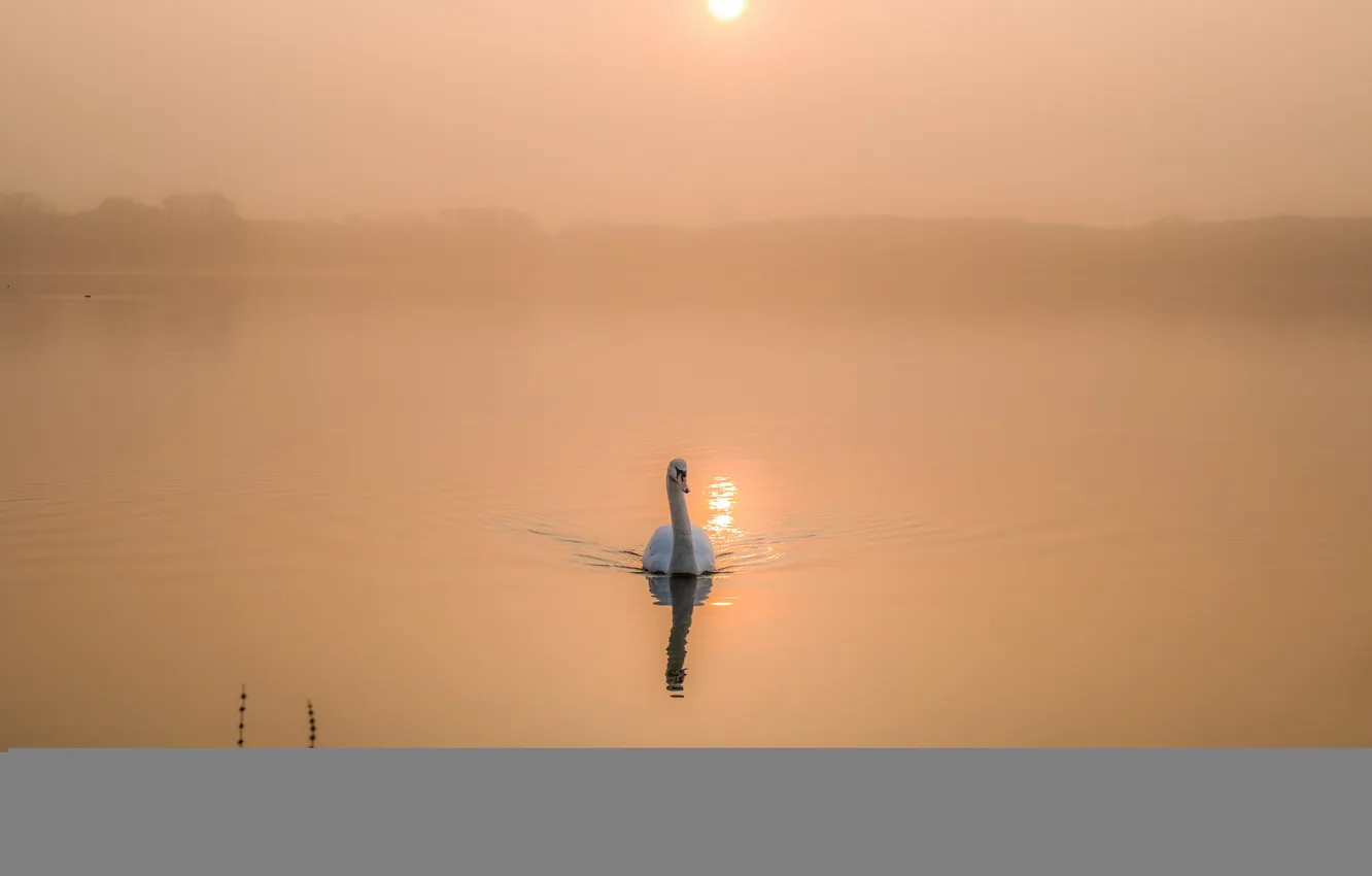 Photo wallpaper lake, morning, Swan