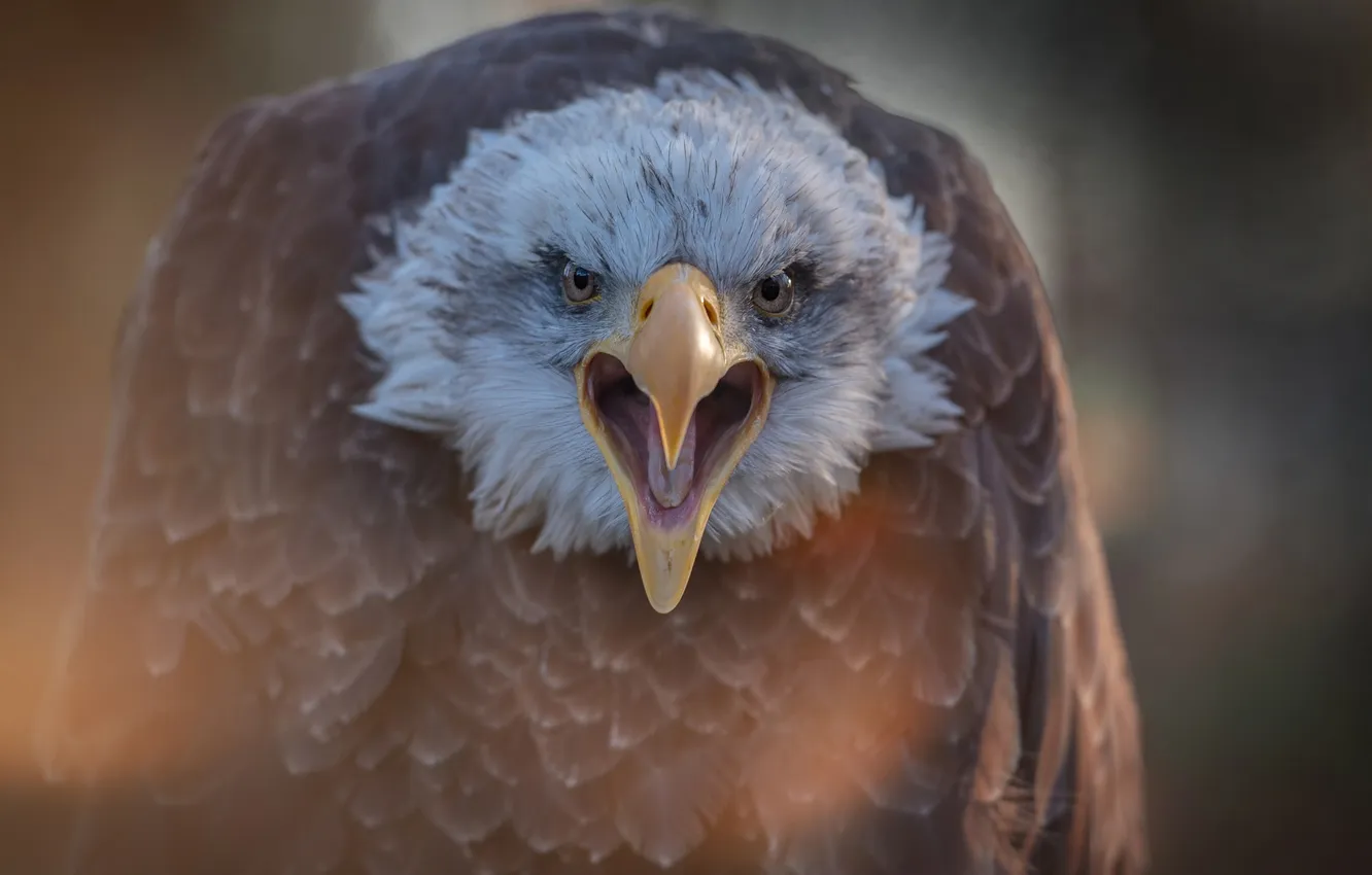 Photo wallpaper beak, eagle, Creek