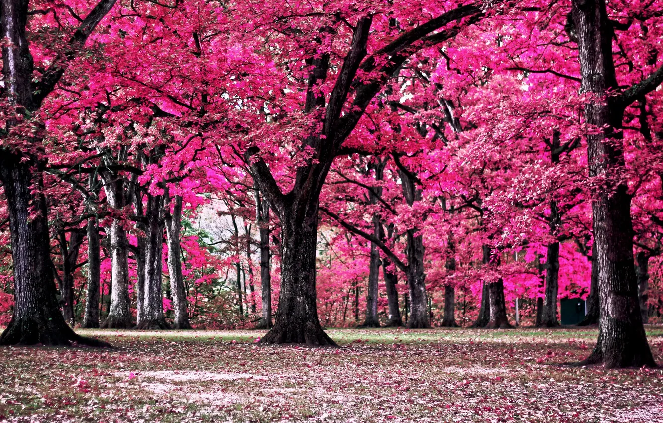 Photo wallpaper trees, nature, Park
