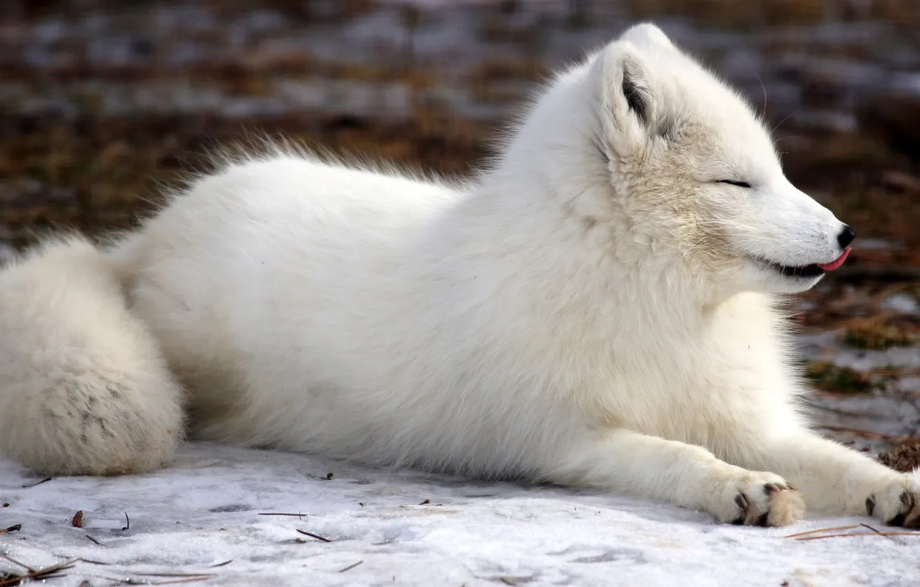 Photo wallpaper language, white, Fox, fur, beast, Fox