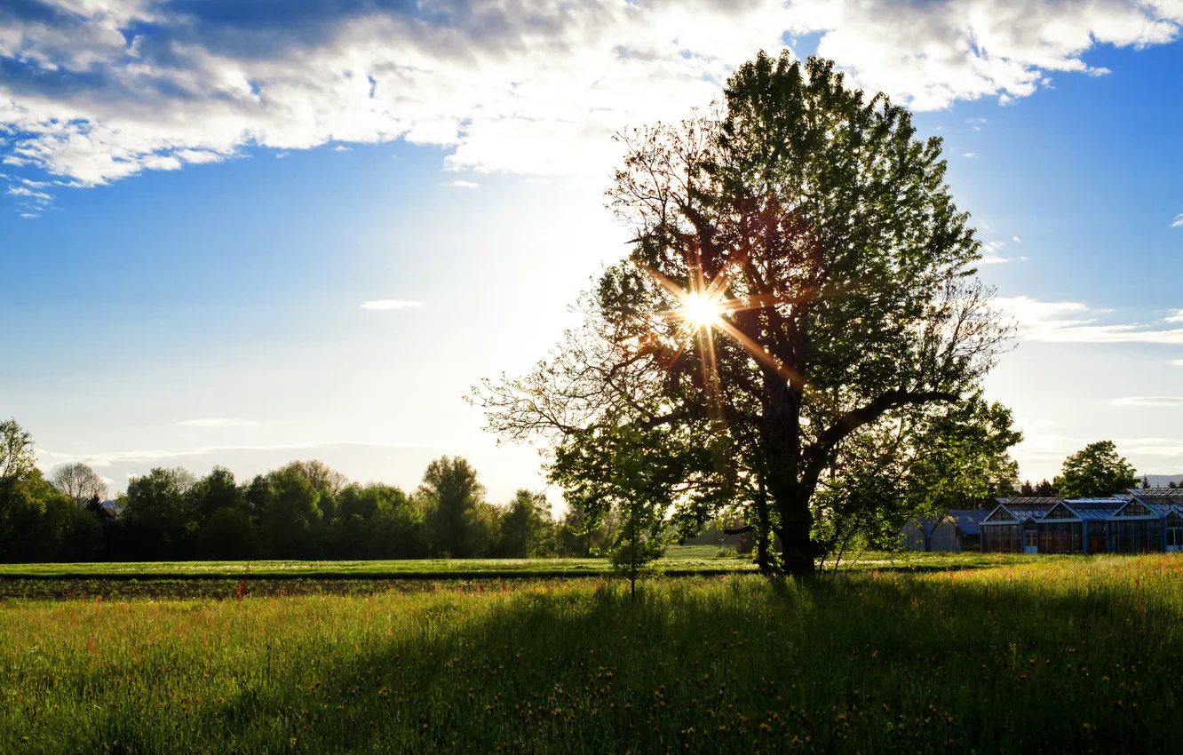 Photo wallpaper the sky, the sun, clouds, rays, trees, glade, herbs