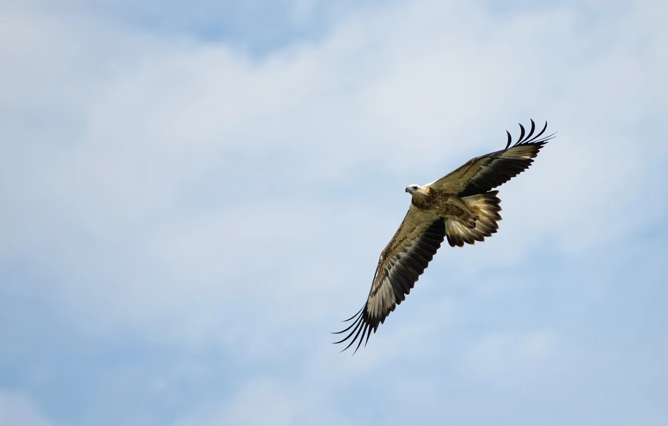 Photo wallpaper bird, eagle, Gebo