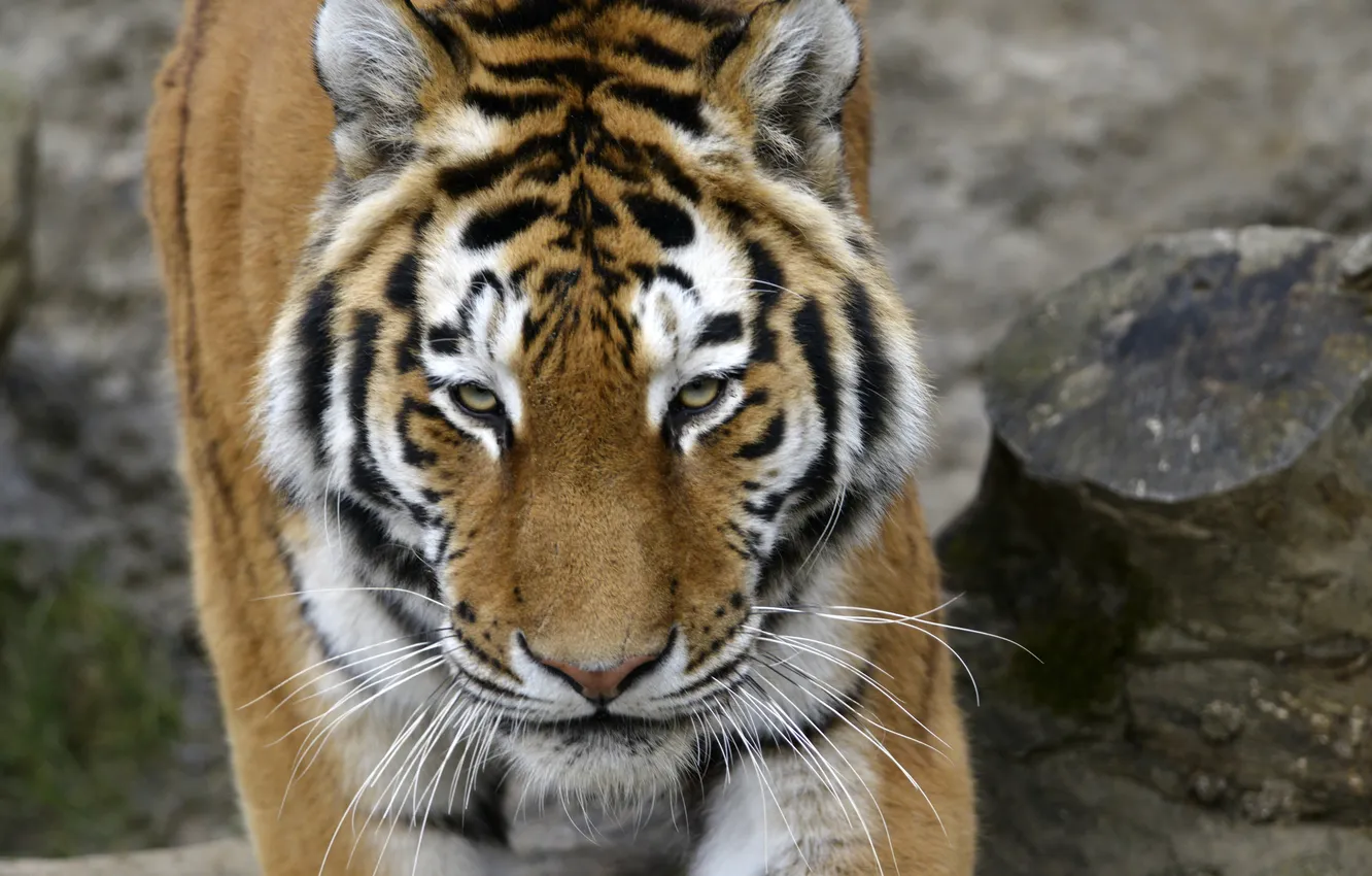 Photo wallpaper cat, face, tiger, Amur
