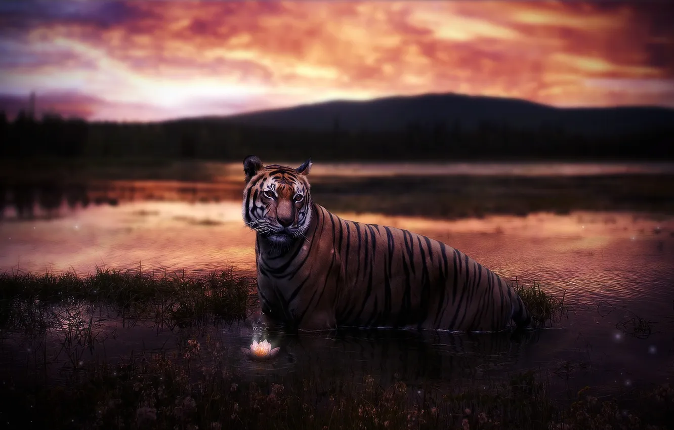 Photo wallpaper flower, the sky, water, sunset, mountains, nature, tiger, river