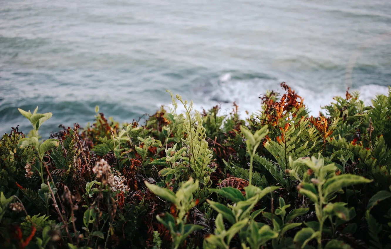 Photo wallpaper wave, greens, grass