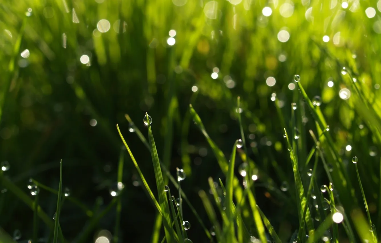 Photo wallpaper summer, leaves, drops, freshness, weed