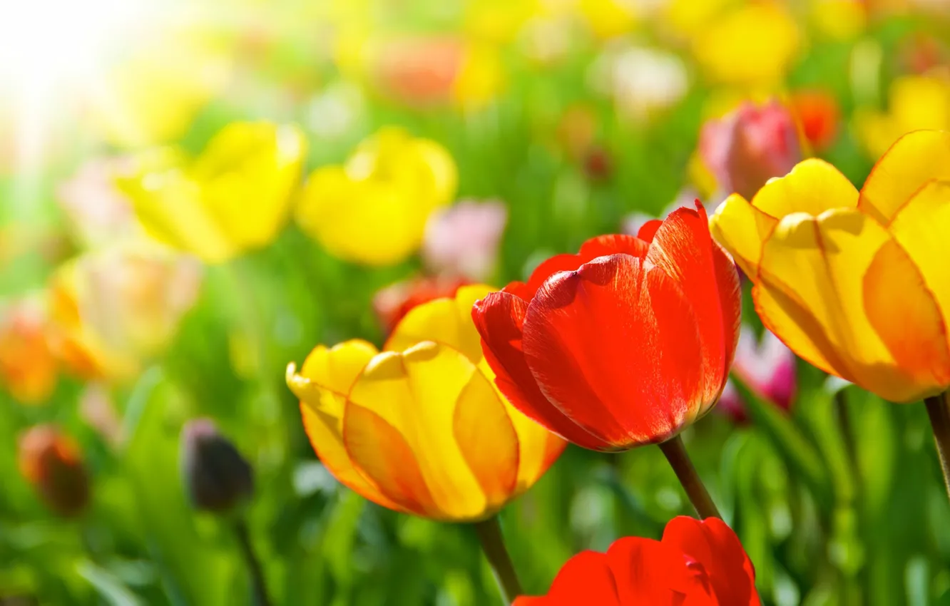 Photo wallpaper flowers, spring, tulips