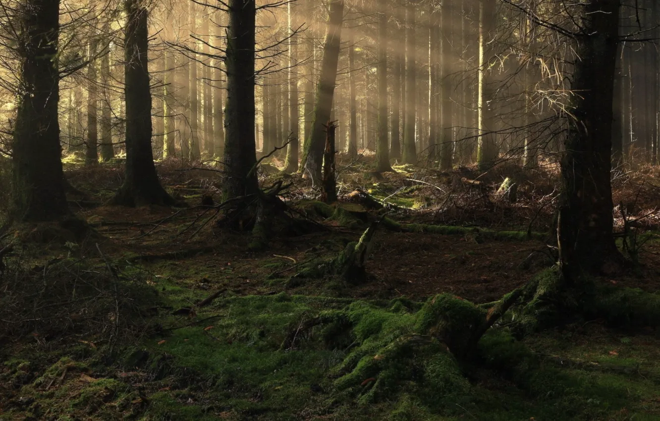 Photo wallpaper forest, trees, branches, nature, the sun's rays