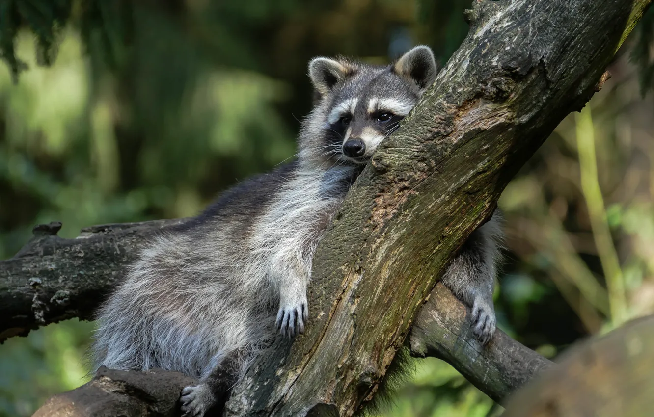 Photo wallpaper trees, pose, raccoon