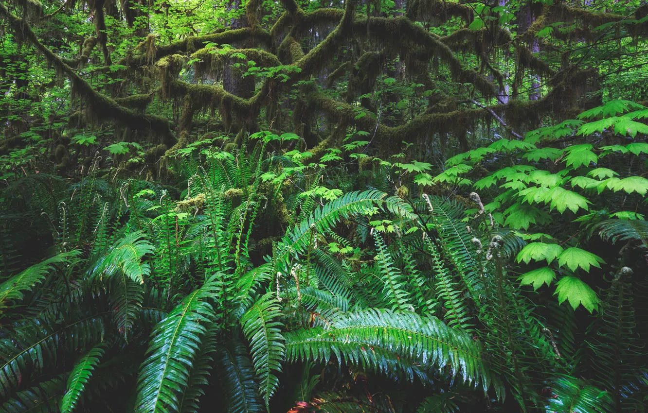 Photo wallpaper green, forest, jungle, vine, fern